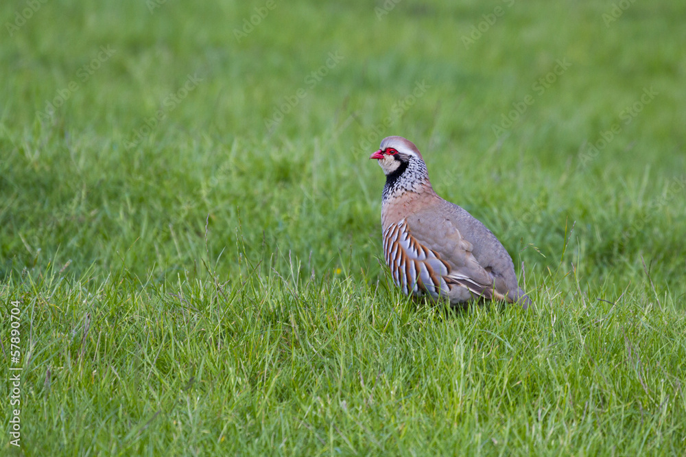 Obraz premium Red Legged Partridge (Alectoris rufa)