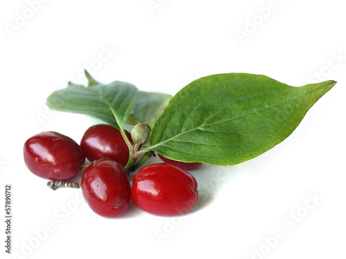 Cornelian cherry (Cornus mas)