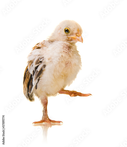 little chick