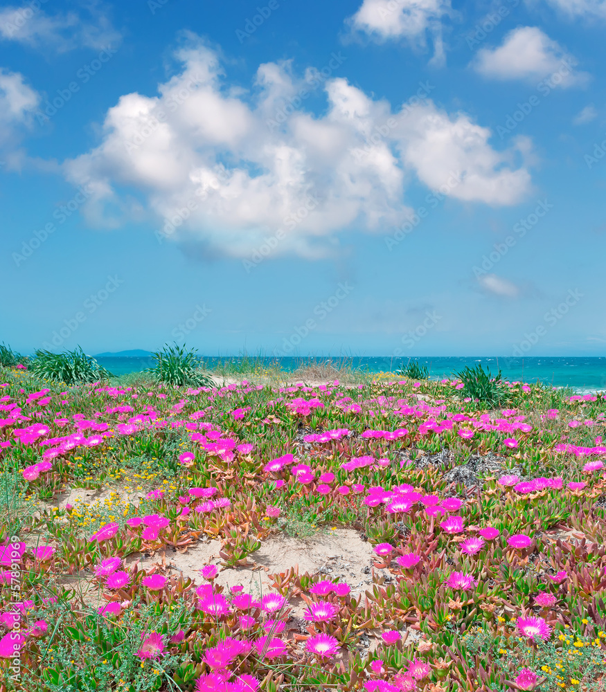 Sardinian flowers