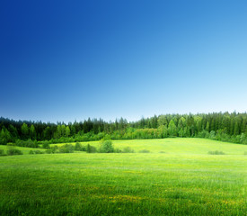 field of grass and perfect sky