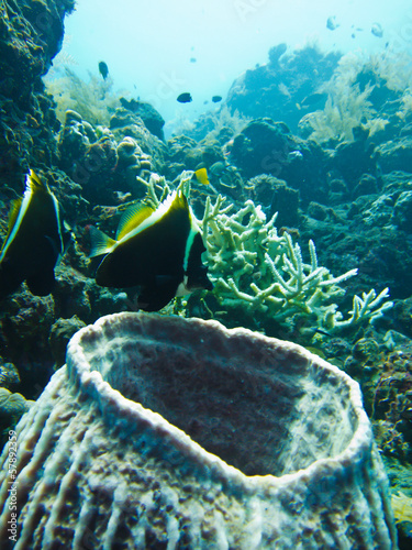 Couple of Bannerfish and big Sponge Coral