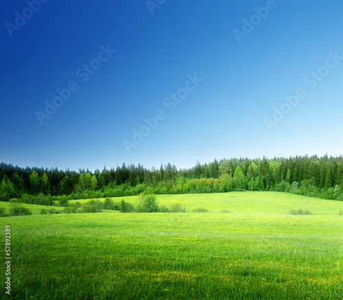 Fototapeta Naklejka Na Ścianę i Meble -  field of grass and perfect sky