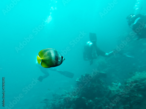 Butterflyfish and Scuba Divers, Bali