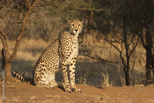 Portrait of a Cheetah
