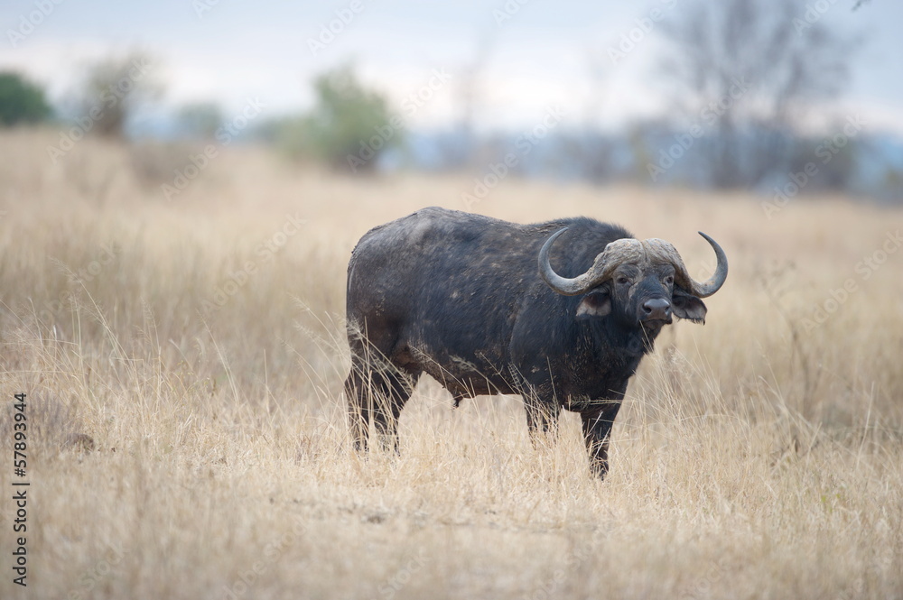 African Buffalo