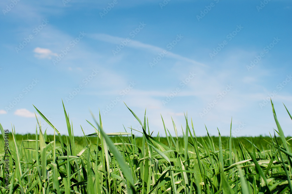 Green wheat field in the spring