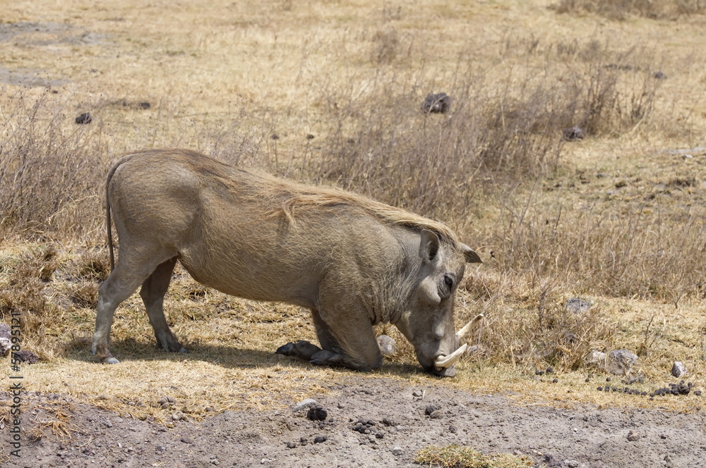 Warthog Warthog