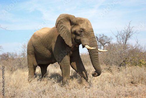 Portrait of an African elephant