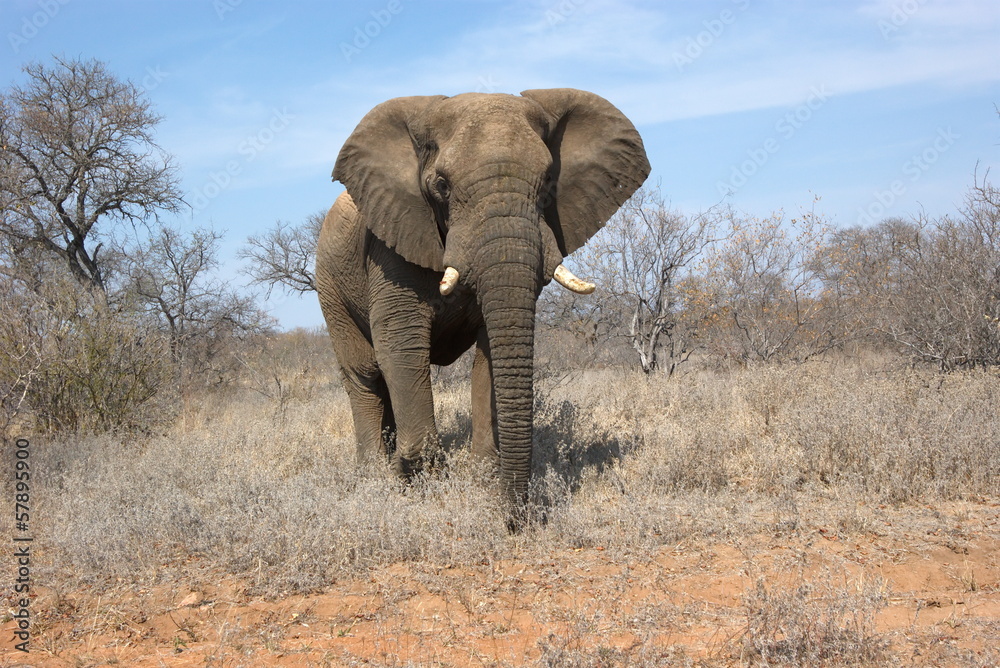 Naklejka premium Portret słonia afrykańskiego