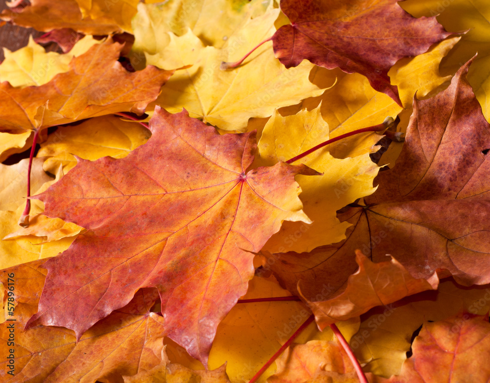 Autumn leaves background