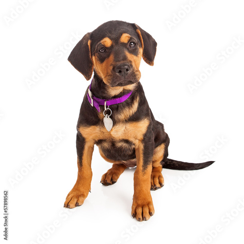 Fototapeta Naklejka Na Ścianę i Meble -  Rottweiler Puppy Sitting