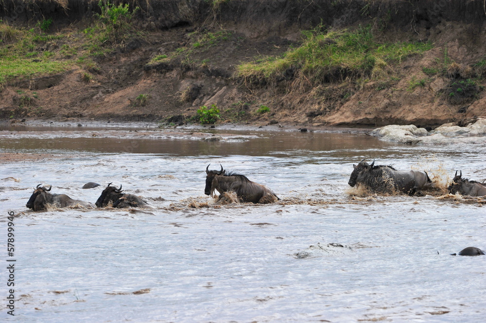 Mara River Crossing - The Great Migration Mara River Crossing - The Great Migration