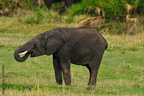 Young Elephant drinking