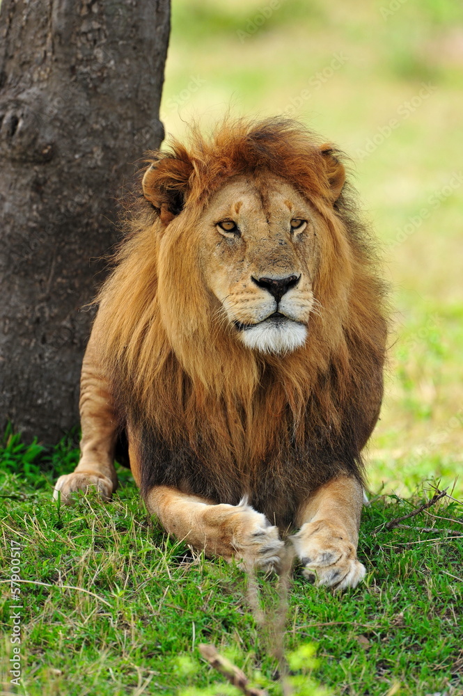 Portrait of a lion