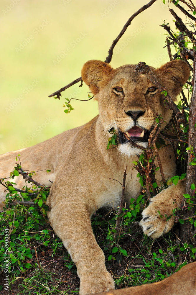 Fototapeta premium Lioness resting under the shade