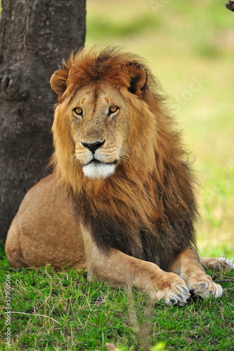 Portrait of a lion