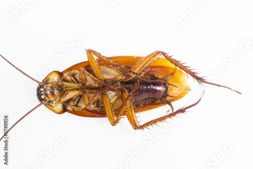 Cockroach 4 © angelo19