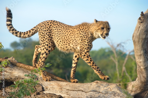 Cheetah walking on a branch