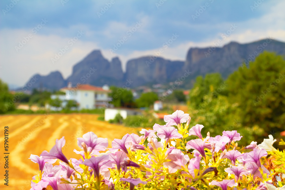 Fototapeta premium Flowers
