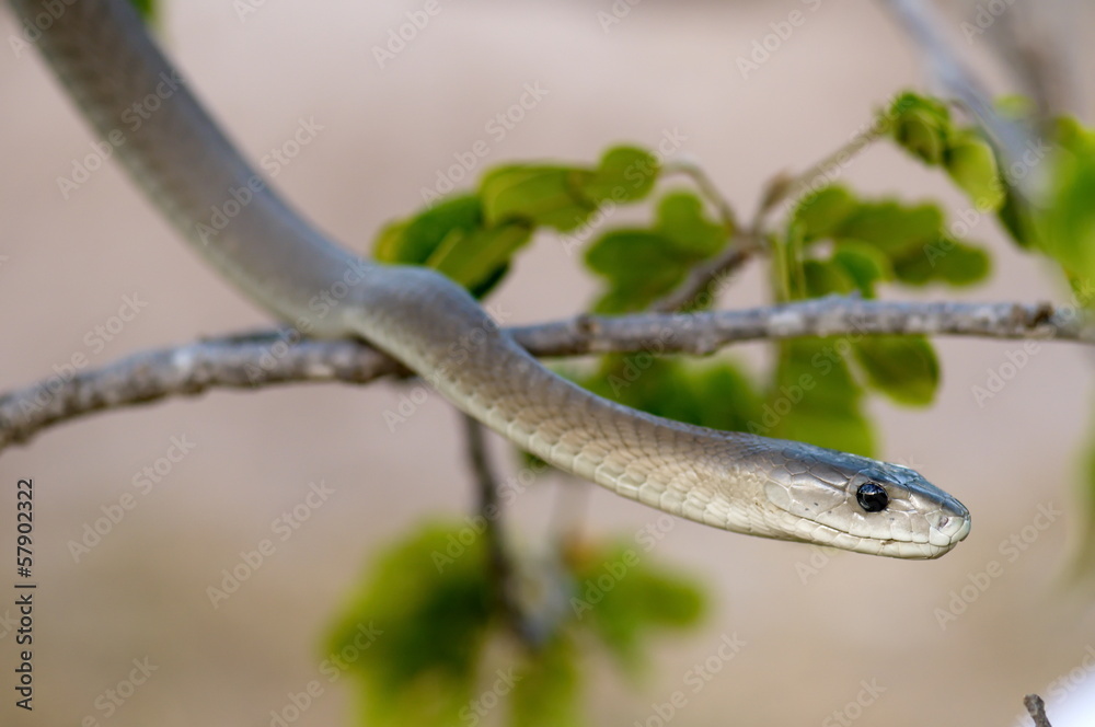 Obraz premium Black Mamba