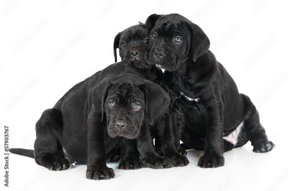 Naklejka premium three cane corso puppies