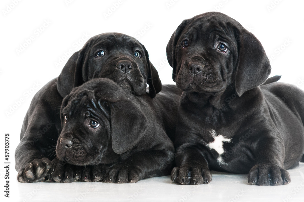Obraz premium three cane corso puppies