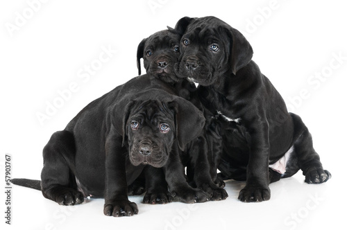 three cane corso puppies © otsphoto