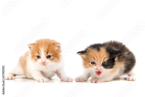 Fototapeta Naklejka Na Ścianę i Meble -  Kittens