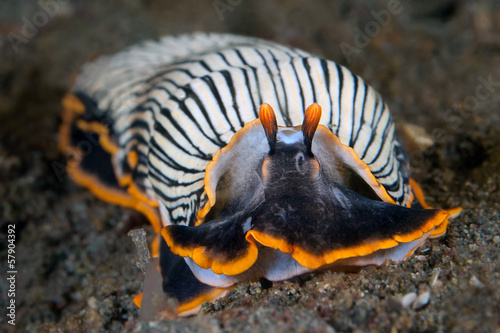 Furchenschnecke (Armina papillata) photo