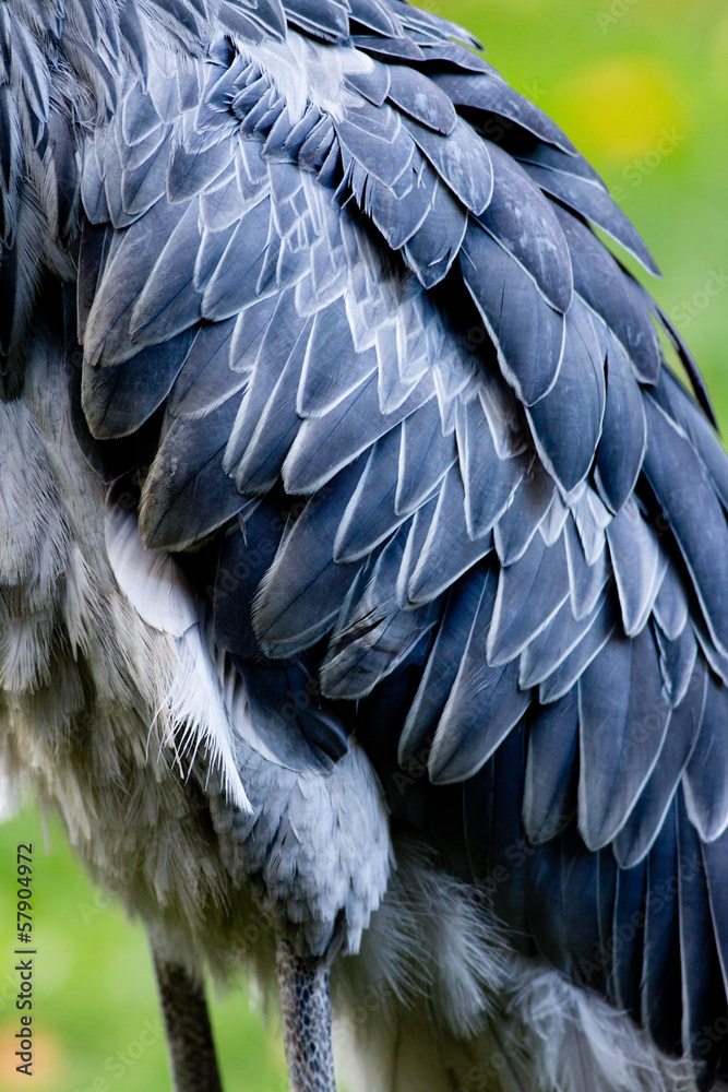 Obraz premium Shoebill, Abu Markub