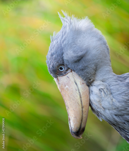 Shoebill, Abu Markub photo