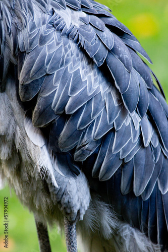 Shoebill, Abu Markub photo