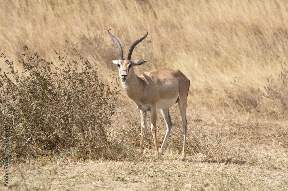 The Springbok is the national animal of South Africa. The Springbok is the national animal of South Africa.