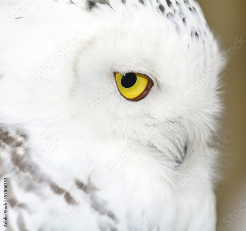 Civetta delle nevi - Bubo scandiacus photo