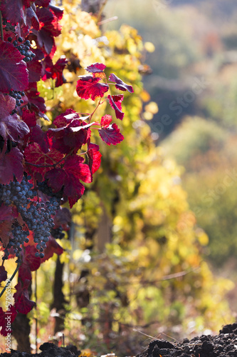 Wine grapes on a vine branch