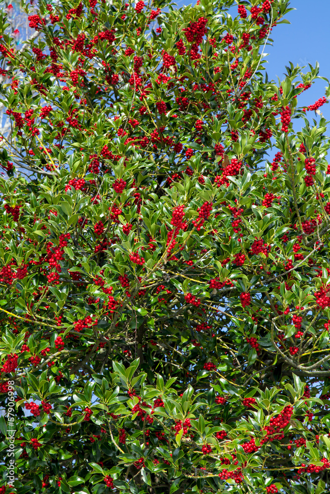 Holly tree with many red berries