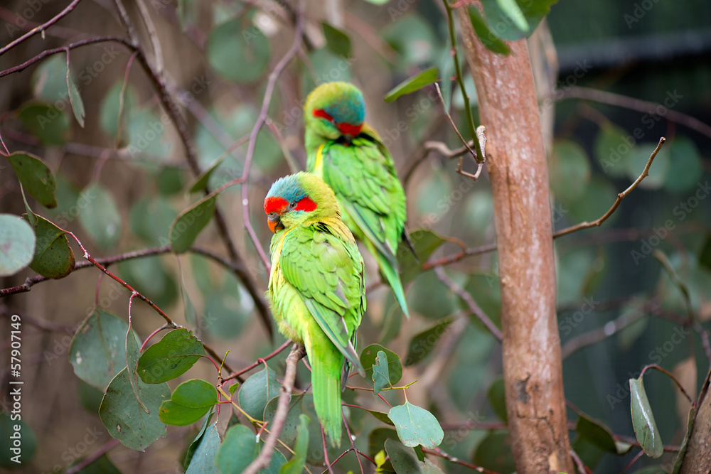 Obraz premium Swift parrots on a tree