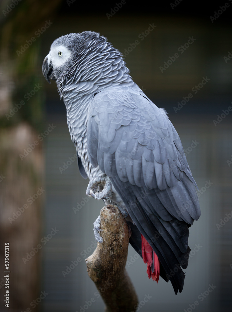 Fototapeta premium Grey-winged Macaw