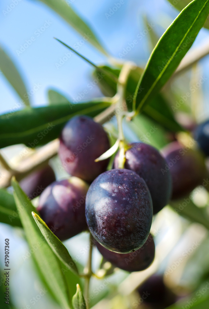 Reife Oliven am Zweig Nahaufnahme - Ripe Olives on a Branch Reife Oliven am Zweig Nahaufnahme - Ripe Olives on a Branch