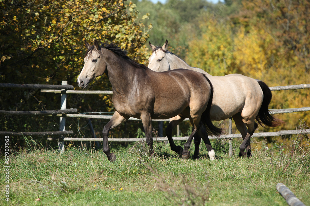 Two horses running on pasturage Two horses running on pasturage