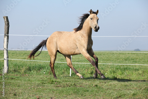 Fototapeta Naklejka Na Ścianę i Meble -  Palomino quarter horse running on pasturage