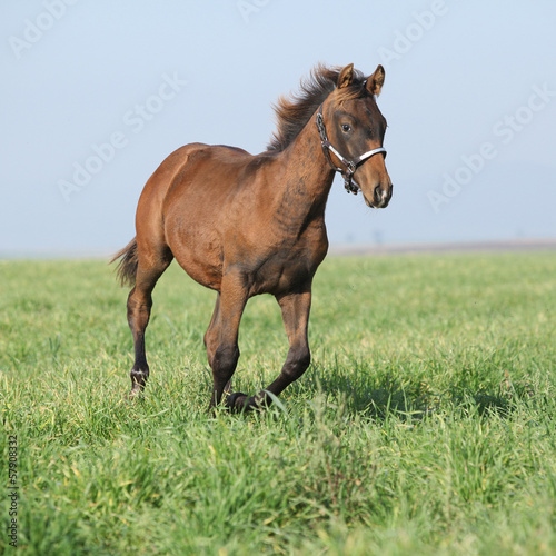 Brown foal running in freedom