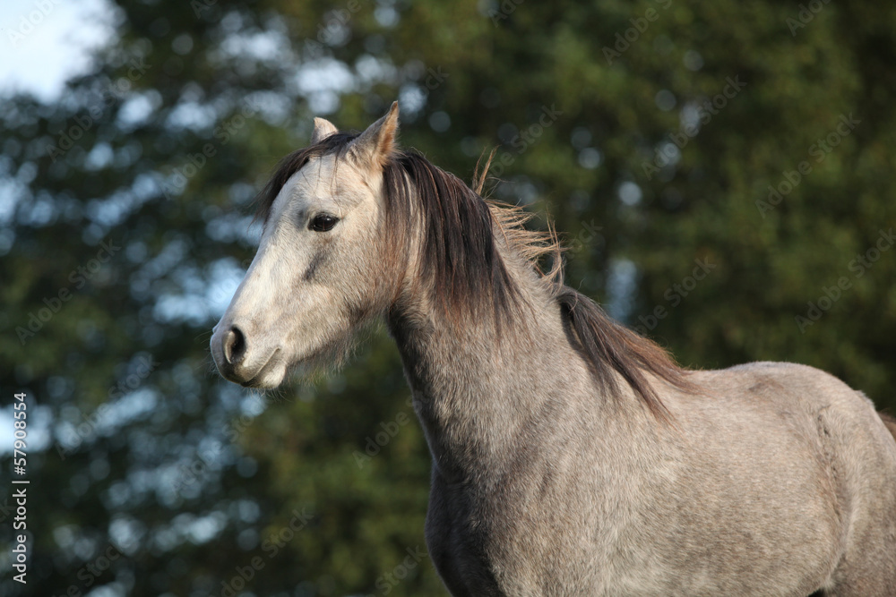 One grey pony with bad looking One grey pony with bad looking