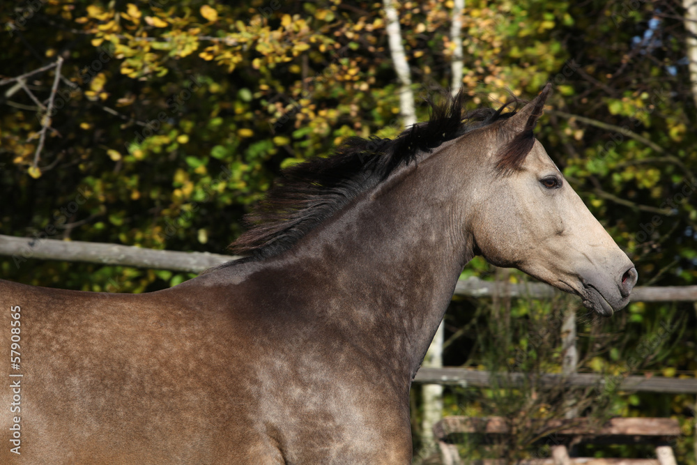 Beautiful horse running on pasturage in autumn Beautiful horse running on pasturage in autumn