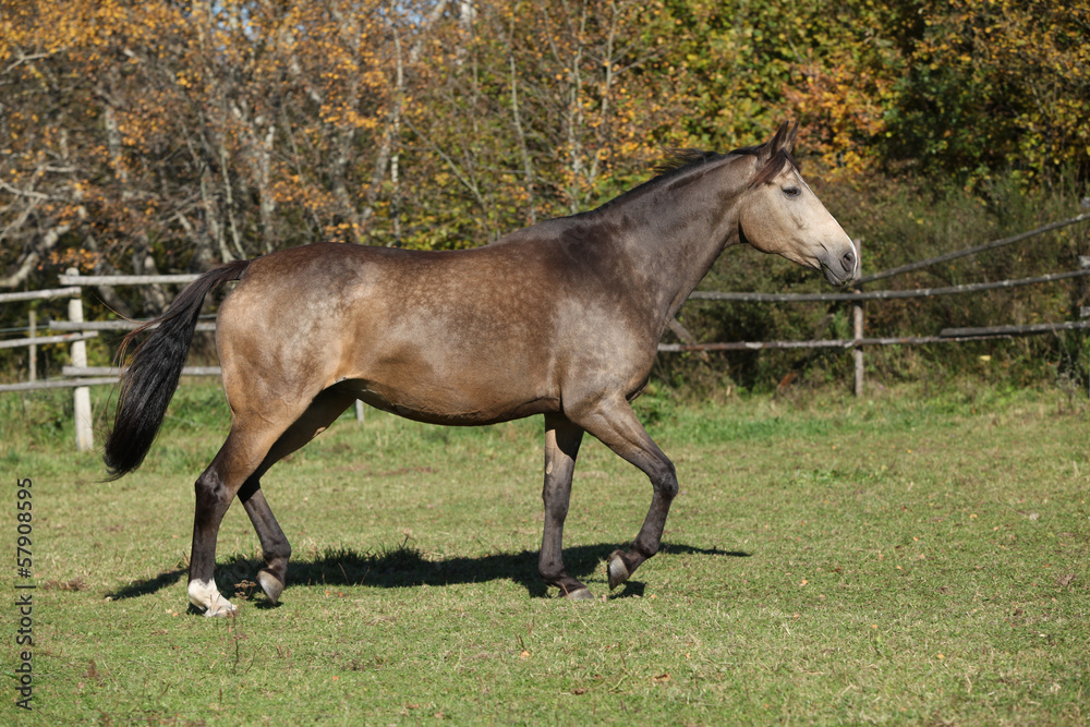 Beautiful horse running on pasturage in autumn