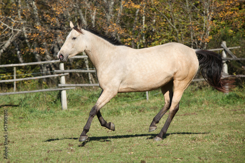 Beautiful palomino horse running on pasturage in autumn