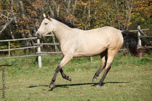 Fototapeta Naklejka Na Ścianę i Meble -  Beautiful palomino horse running on pasturage in autumn