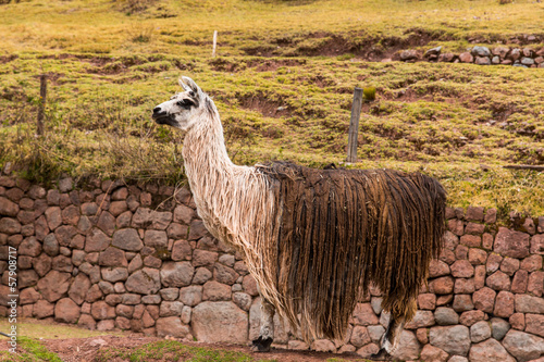 Photos Peruvian  vicuna. Farm of llama,alpaca,Vicuna in Peru