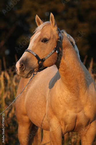 Fototapeta Naklejka Na Ścianę i Meble -  Nice palomino horse in sunset